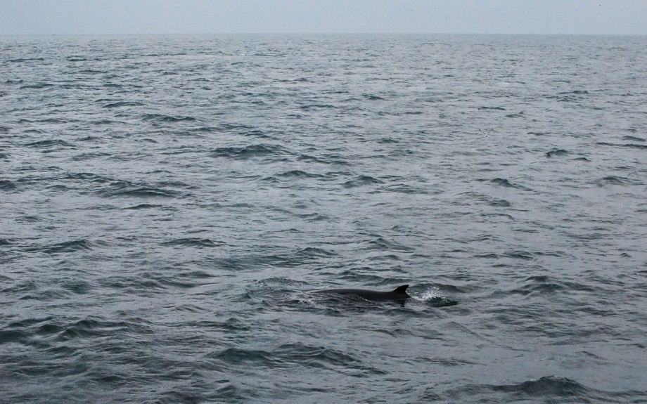 avvistamento di una balena